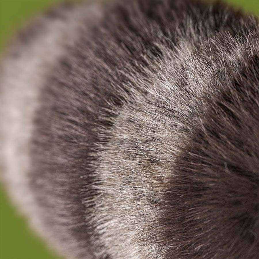 Peluche Trixiwoo Raccoon – Jellycat – Photo 2